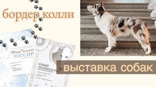 Выставка собак (бордер колли) | Класс юниоров | Закрыли Юного Чемпиона России и Юного Чемпиона РКФ