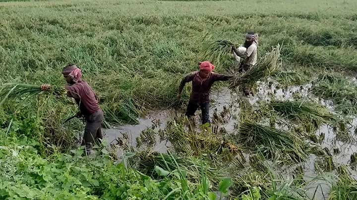 Rice Cutting by hand in Water land || Village Agriculture India || Paddy Harvesting system - DayDayNews