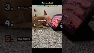 Ranking Best Awkward Dog Moments #funny #dogs #shorts