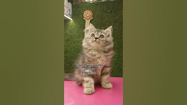 Video 7207291: siberian cat kitten, siberian male kitten