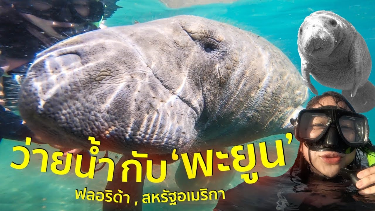 เล่นน้ำกับ ‘วัวทะเล’   | Swim with Manatees Florida, USA (ENG Sub)