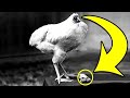 This HEADLESS Chicken Lived For 18 Months - Fact Show 3