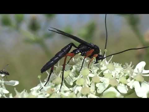 Pimpla rufipes -