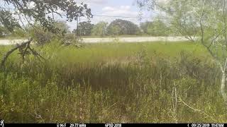 Browning Trail Camera Timelapse + in Action