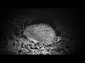 Ёжик ЧБ шипит #hedgehog