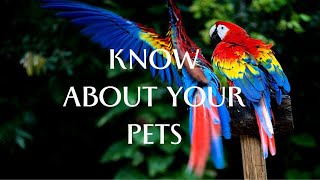 Beautiful Macaw | Macaw For Family | Cute Pets For Home | Colourful Macaw For Home | Macaw Breed by PETS CANDY 78 views 1 year ago 4 minutes, 45 seconds