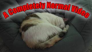 This Cat BREAKS YouTube!