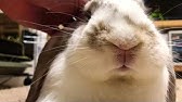 大久野島 うさぎの鳴き声 悲鳴 Rabbit S Scream Youtube 大久野島 うさぎの鳴き声 悲鳴 Rabbit S Scream Youtube