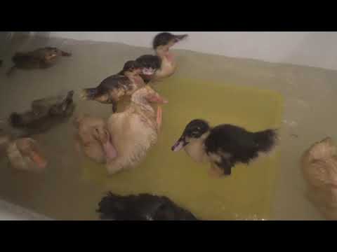 Видео: Как искупать рептилию в ванне