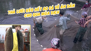 14 ngày cách ly - Kéo lưới bắt hết ao cá về ăn dần...(Drop fishing nets) |Kennyanh Vlog