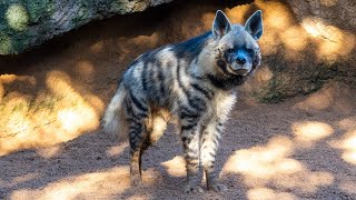 Hiena rayada (Hyaena hyaena) en la sabana africana de BIOPARC Valencia