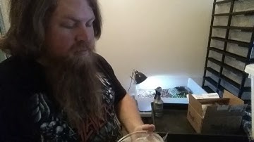 Olive pythons have arrived at living legless reptiles