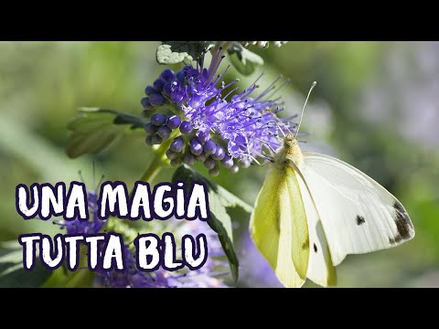 Video: Piante Con Fiori Blu E Viola