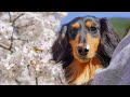 花より団子すぎる愛犬【ダックスフンド】