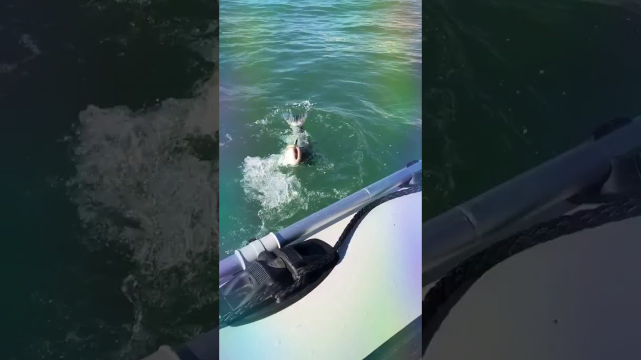 camera iphone 8 plus apk Susie filming me catch a 10lb Bass. Warning does contain strong language