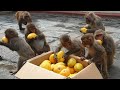 feeding 20 kg mango to the wild monkey & Homeless people | feeding  stray puppy