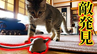 狩りの練習する保護猫みーちゃん