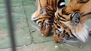 Do tigers like boiled eggs?