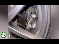 Echidna stuck in car wheel