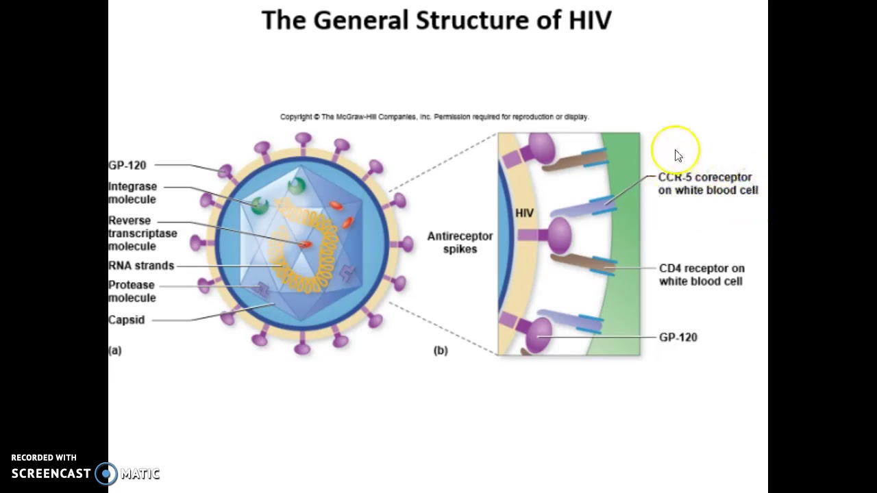 HIV/AIDS Intro to Micro - YouTube