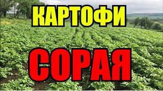 ДО КЪДЕ СТИГНАХМЕ С КАРТОФИТЕ #картофи