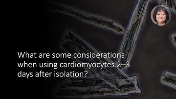 What are some considerations when using cardiomyocytes 2–3 days after isolation?