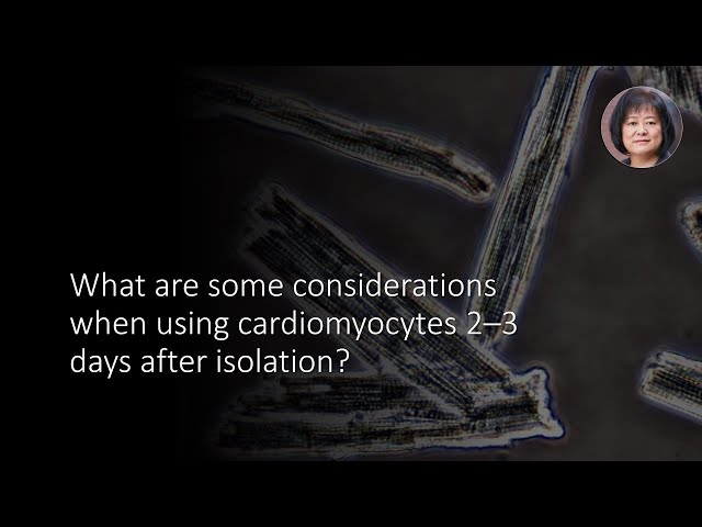 What are some considerations when using cardiomyocytes 2–3 days after isolation?
