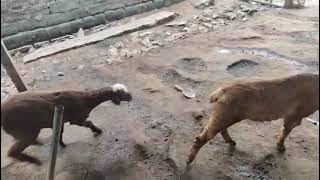 #9652419396 . PAIR 13,000/-. 30 TELANGANA POTLA LOT FOR SALE IN AALERU. PLEASE SUBSCRIBE.