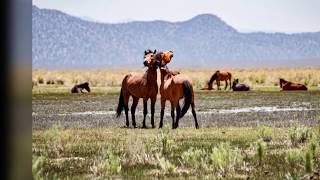 Wild Mustangs of the Eastern Sierras
