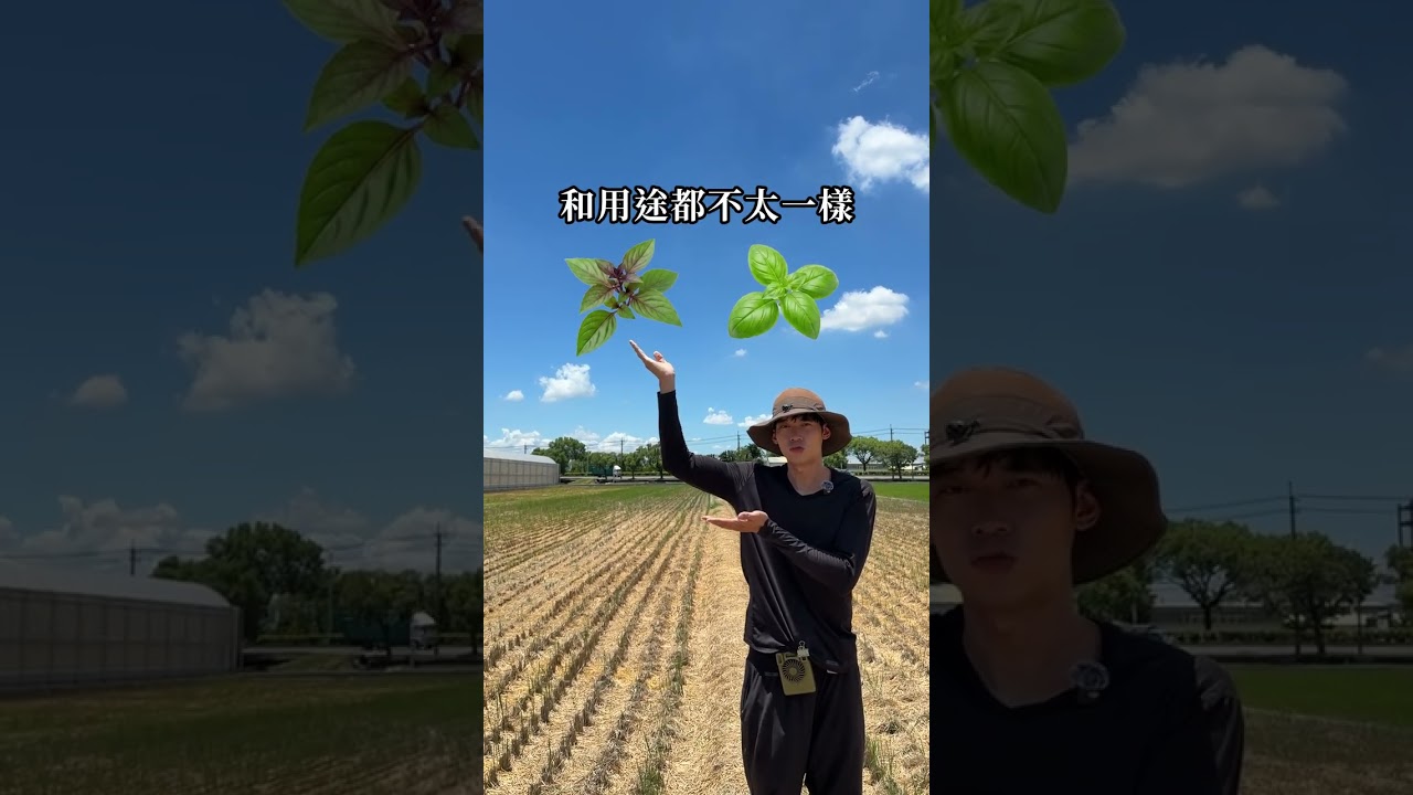 羅勒 vs. 九層塔 縮圖