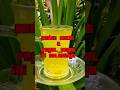 Badan g gampang capek Minum ini #nature