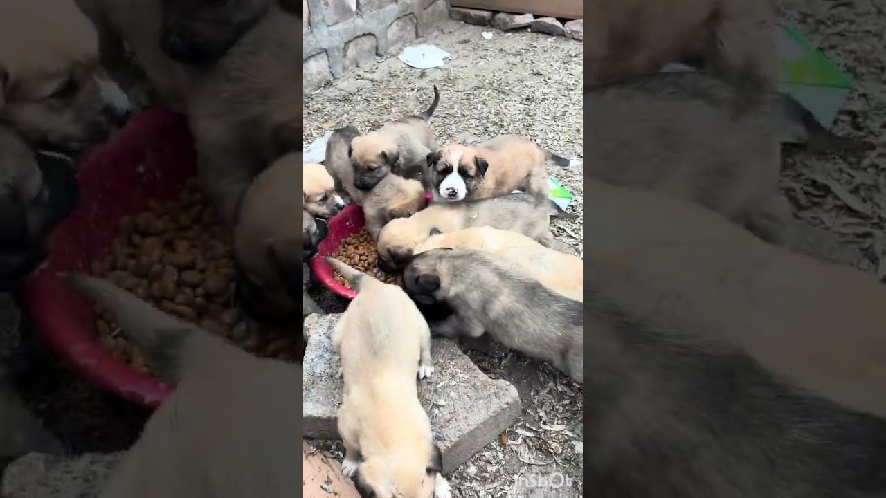 Minikler büyür çok şükür 