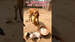 黄牛:“你这家伙~快走开!,别打扰我吃饭~”#热门 #大熱門 #搞笑 #搞笑视频 #搞笑視頻 #黄鼠狼 #funny #動物 #可爱 #家庭 #animals