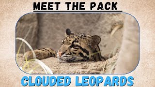 Meet the pack: Clouded leopards