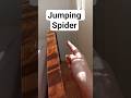 Training my Jumping Spider
