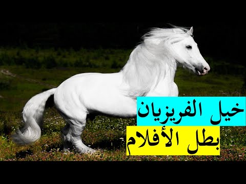 فيديو: سلالة الكولي. التعارف