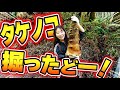 今年もたけのこ掘りに行ったらめちゃくちゃでかいのとれたwww