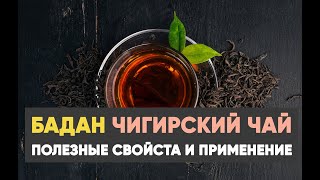 Бадан чай (чигирский чай): лечебные свойства и применение
