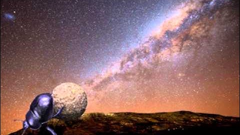 Evolution or Creation ?  The Dung Beetle