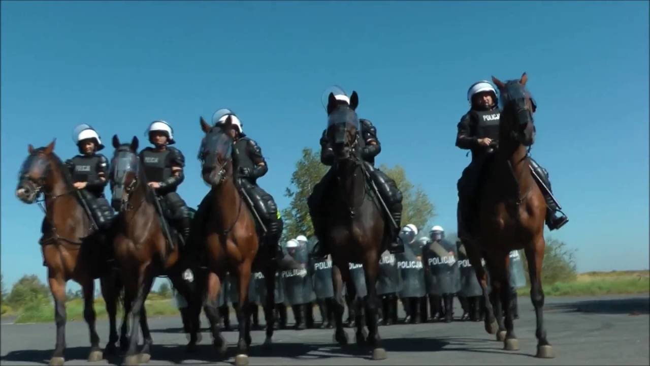 Policja Konna ćwiczy z OPP Katowice