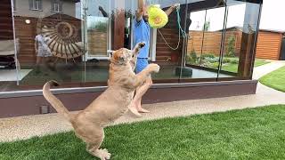 Wow! Cougar and his muscles in slow motion! Puma Messi and his spectacular jumps