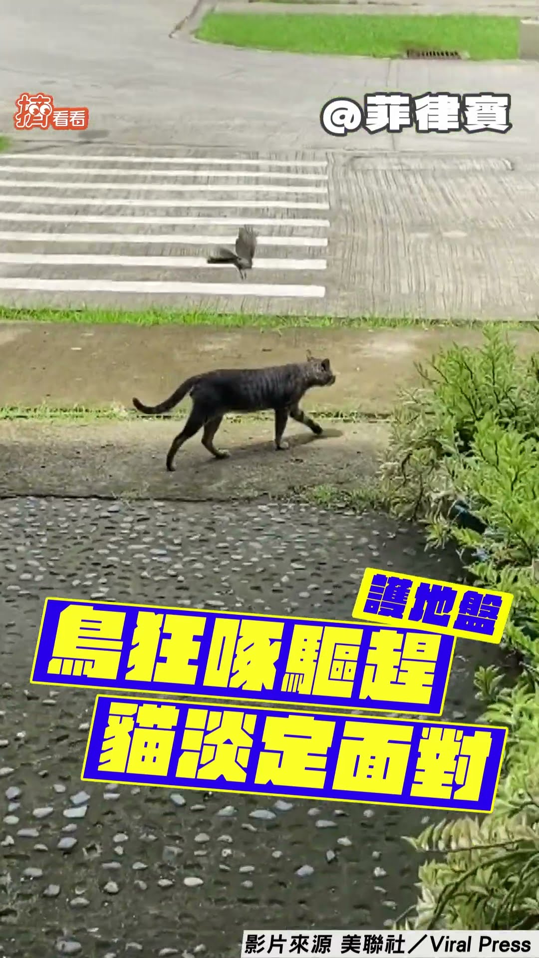 激動鳥護地盤狂「俯衝攻擊」! 對比淡定喵「背後遇刺」0反應｜TVBS新聞@TVBSNEWS01