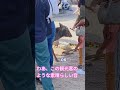 外国人観光客日本の鹿の鳴き声は美しい 🦌👌