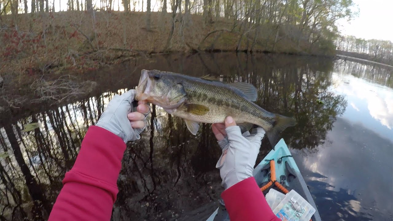 Panfish in the Lily Pads! Perfect Harmony! YouTube