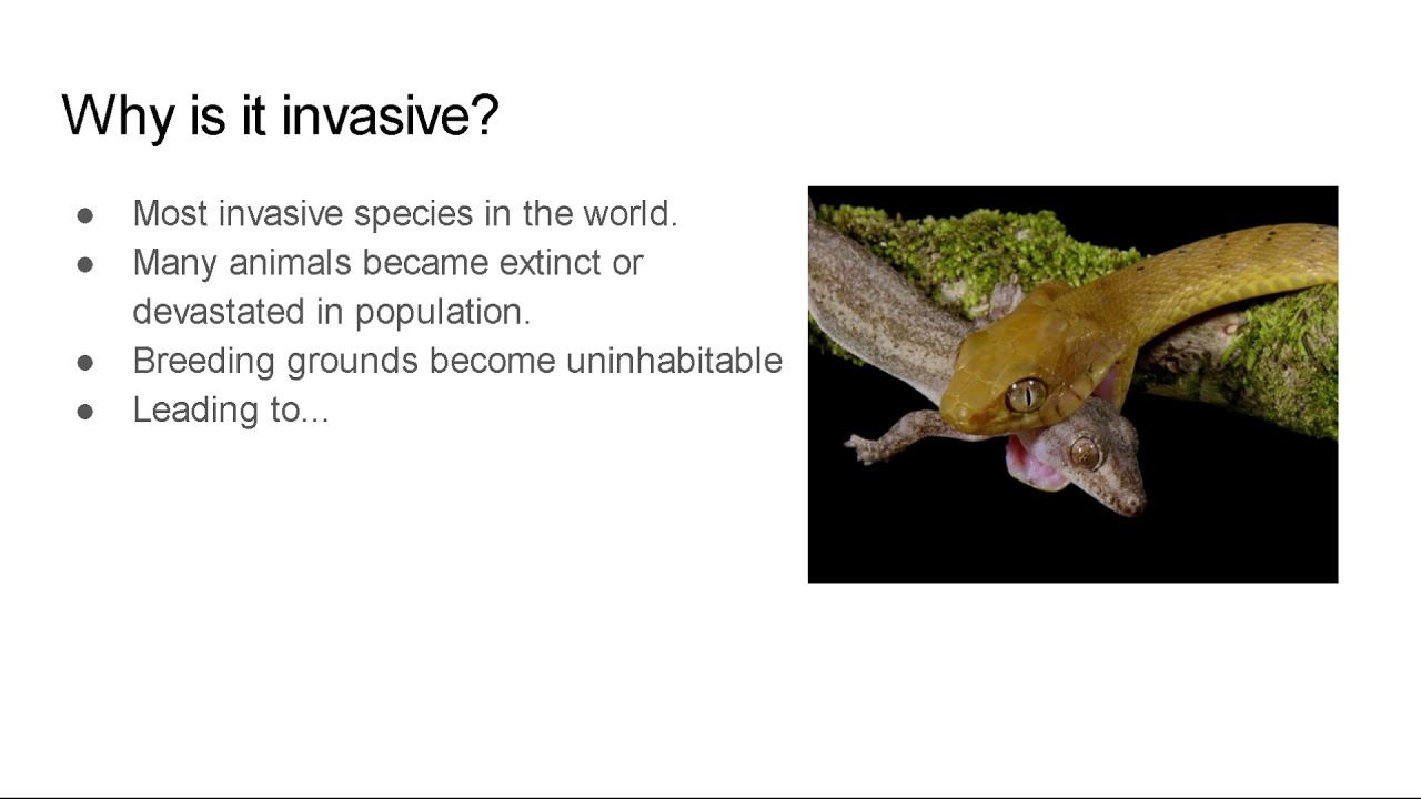 Brown Tree Snakes - Invasive Species Presentation | Graphs, talking