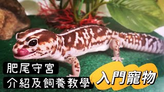 肥尾守宮介紹與飼養教學 