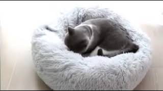 Original comfly luxury soothing pet bed for anxiety.