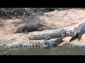 Giant otter and Yacare caiman