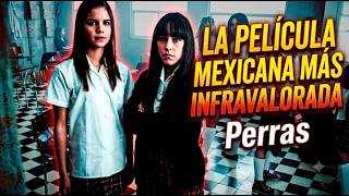 EXPLANATION of PERRAS: The most UNDERRATED MEXICAN film // Summary and analysis