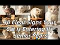 10 Clear Signs Your Cat Is Entering Its Senior Years Every Owner Should Notice